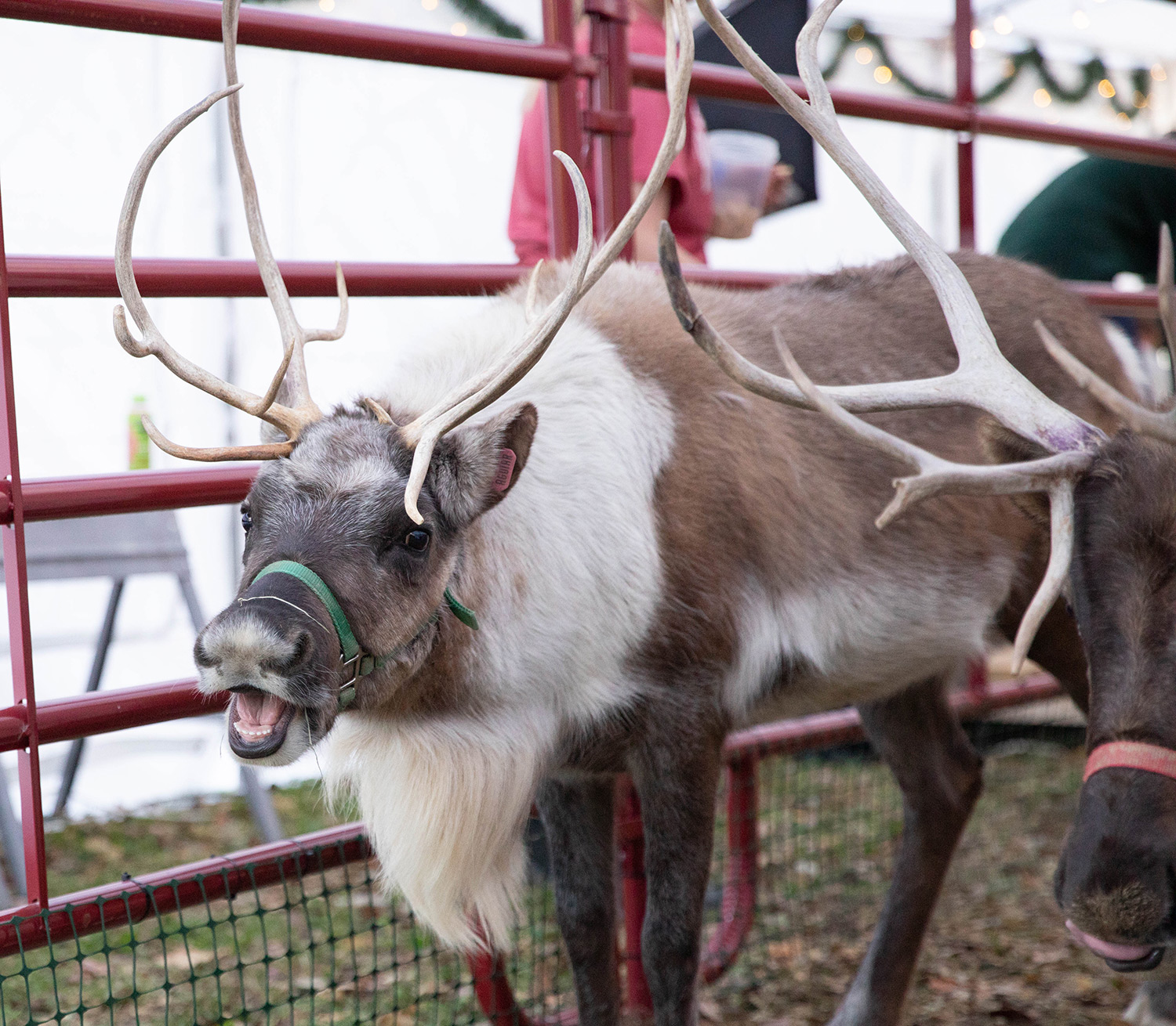 Two reindeer walking