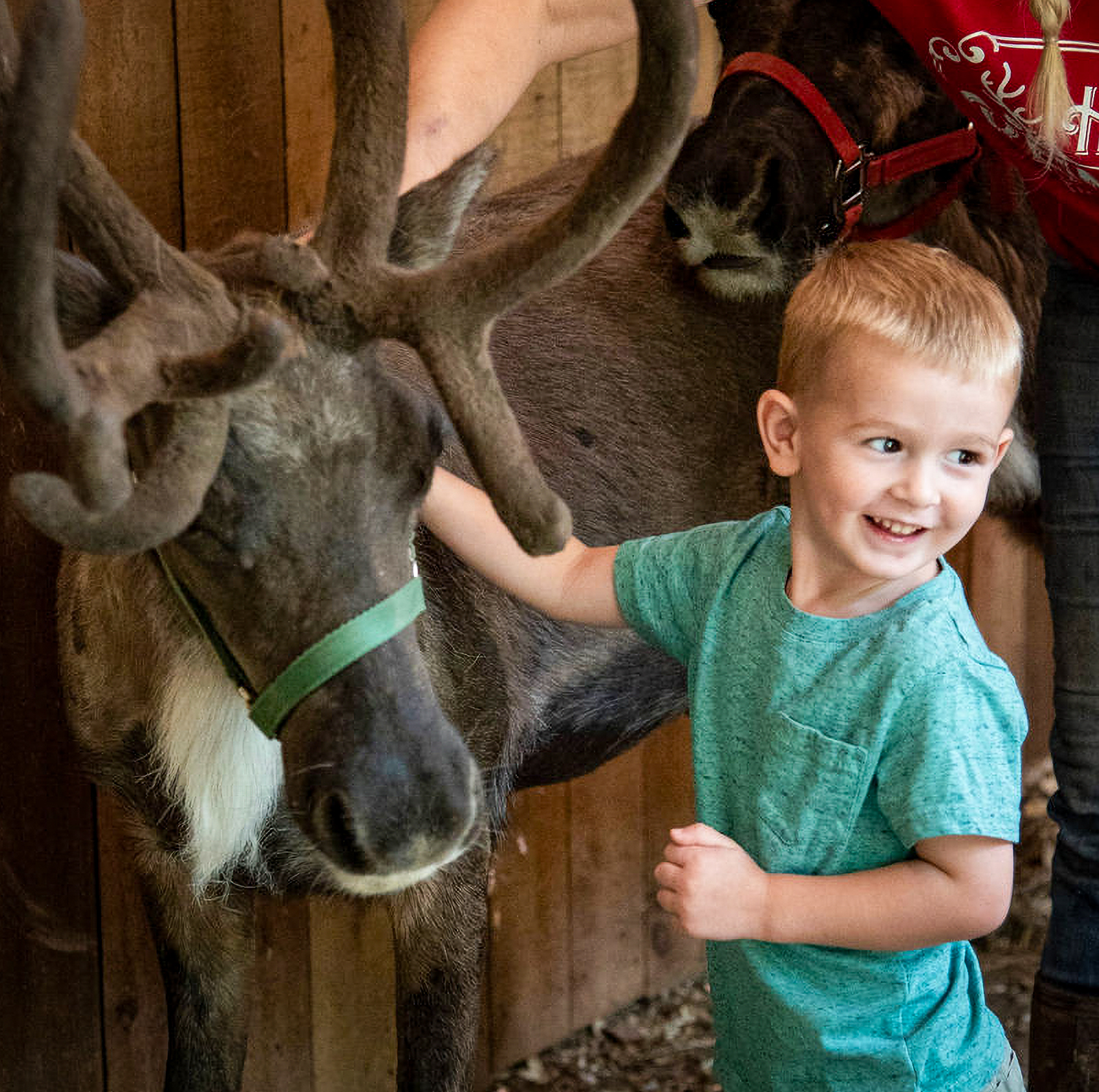 Child petting reindeer