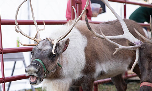 Reindeer smiling