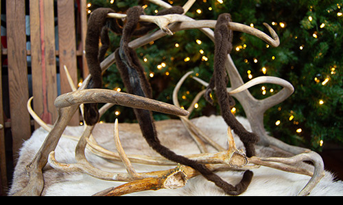 reindeer antlers and velvet on display