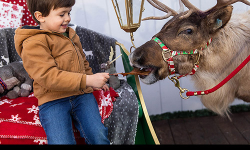 Child feeds Rocket the reindeer