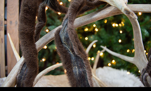 Reindeer velvet closeup