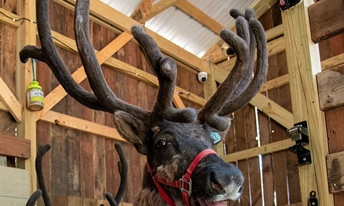 Rocket and Annabelle reindeer together